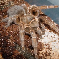 My Tarantulas