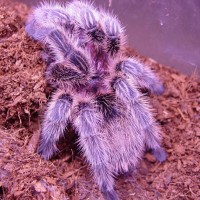 My Tarantulas