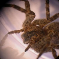 Dolomedes Tenebrosus, Female