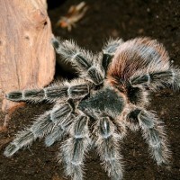 Lasiodora (...) ?