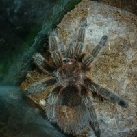 grammostola rosea