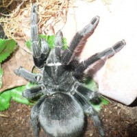 Grammostola Pulchra