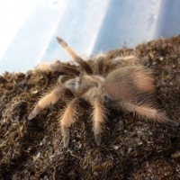 Brachypelma Emilia