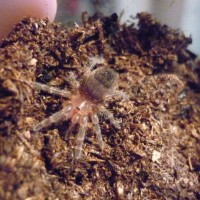 Acanthoscurria Geniculata