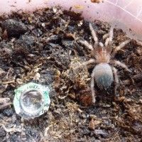 Brachypelma Auratum