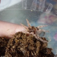 Brachypelma Smithi