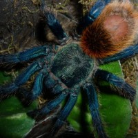 Chromatopelma Cyaneopubescens Adult Female