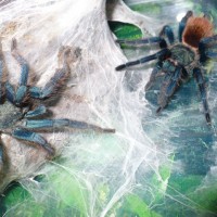 Chromatopelma Cyaneopubescens Mating