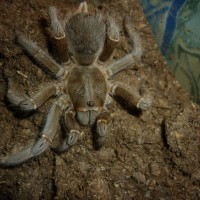 Aphonopelma Seemani(female)