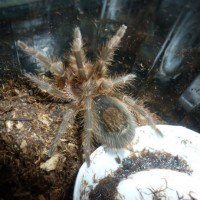 Grammostola Gossei Spiderling