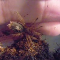 Grammostola Chalcotrix Spiderling