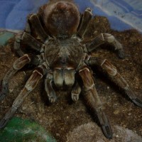 Theraphosa Spinipes