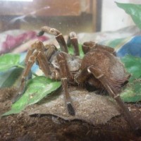 Theraphosa Spinipes