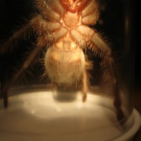 T. Apophysis Male Or Female?