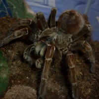 Theraphosa Spinipes