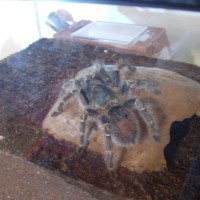 4" G.  Aureostriata, Alice