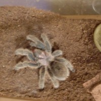 4" Grammolstola Rosea