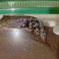 Brachypelma Smithi