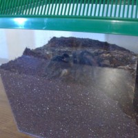 Brachypelma Vagans