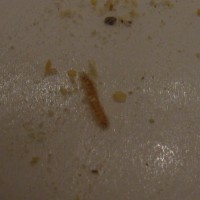 Unknown Beetle Larvae 1