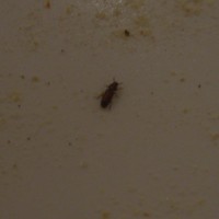 Unknown Beetle 1