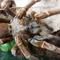 Theraphosa Spinipes