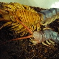 Scolopendra Subspinipes Dehaani "molting"