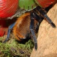 Chromatopelma Cyaneopubescens.