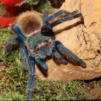 Chromatopelma Cyaneopubescens.