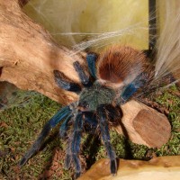Chromatopelma Cyaneopubescens.