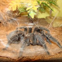 Lasiodora Parahybana 12"