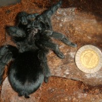 Grammostola