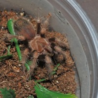 B. Auratum Or Boehmei?