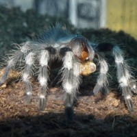 L7 Nhandu Chromatus Spiderling