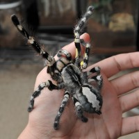 P. regalis