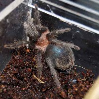 Brachypelma Albopilosum