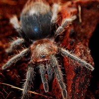 Brachypelma Albopilosum