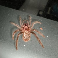 G. Pulchra Molt, Please Sex If Possible
