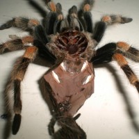 B. Smithi Female Or Male [please Help Identify]