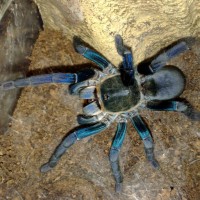 Haplopelma Lividum