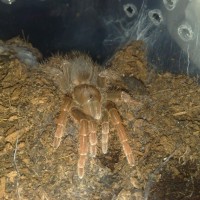 Citharischius Crawshayi