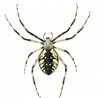 Argiope aurantia