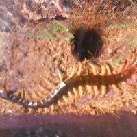 Vietnamese Centipede First Day In New Home.