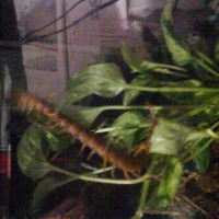 Vietnamese Centipede First Day In New Home.