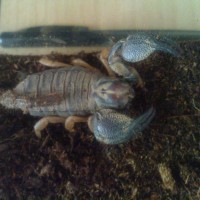 Unknown  Scorpion