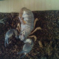 Unknown  Scorpion