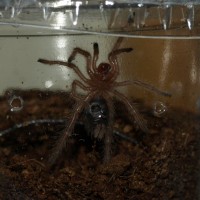 1cm Grammostola Pulchripes Spiderling