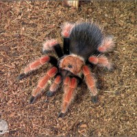 Brachypelma Boehmei