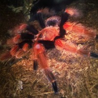 Brachypelma Boehmei