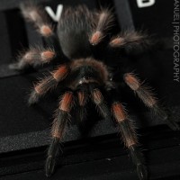 My Newly Molted 2' B. Smithi